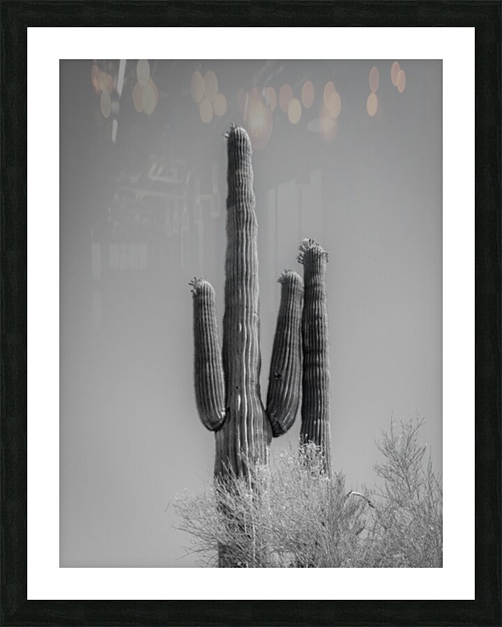 Saguaro Dream in black and white -2  Framed Print Print