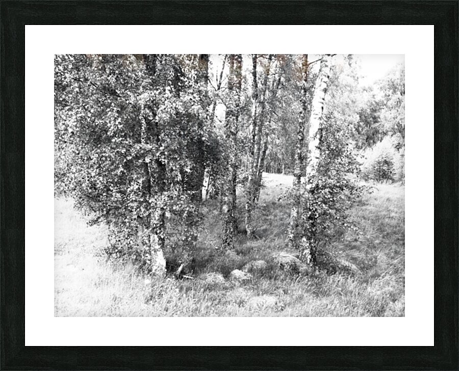 Monochrome Birch Gathering                                                                                                                      Picture Frame print