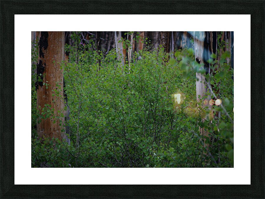 Fine Art print