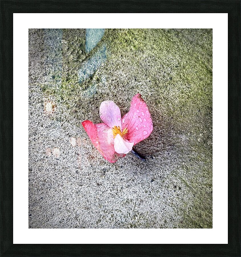  Fine Art print