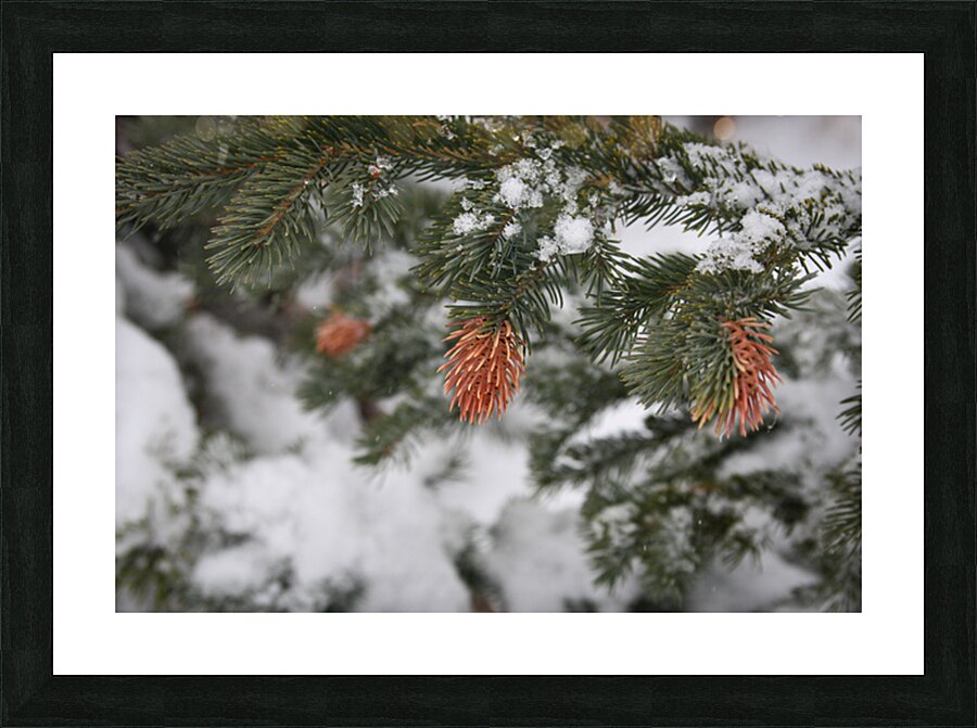  Fine Art print