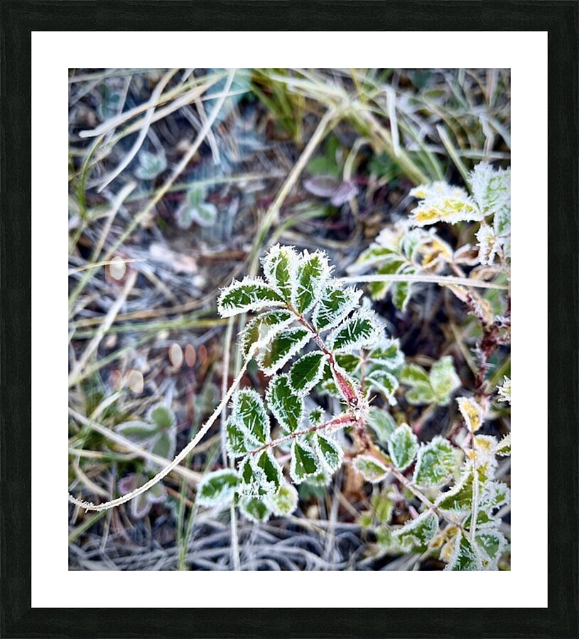  Fine Art print