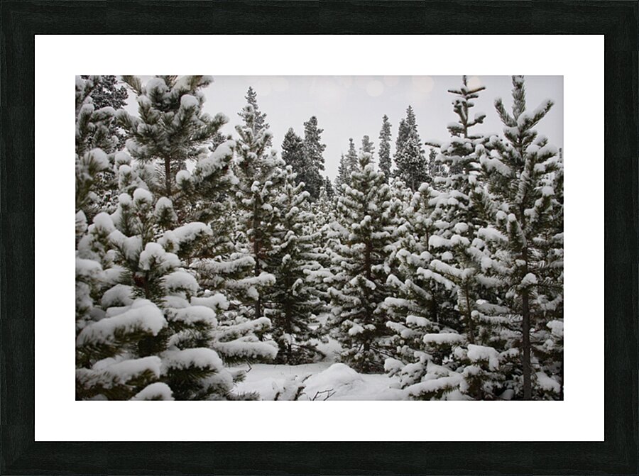  Fine Art print