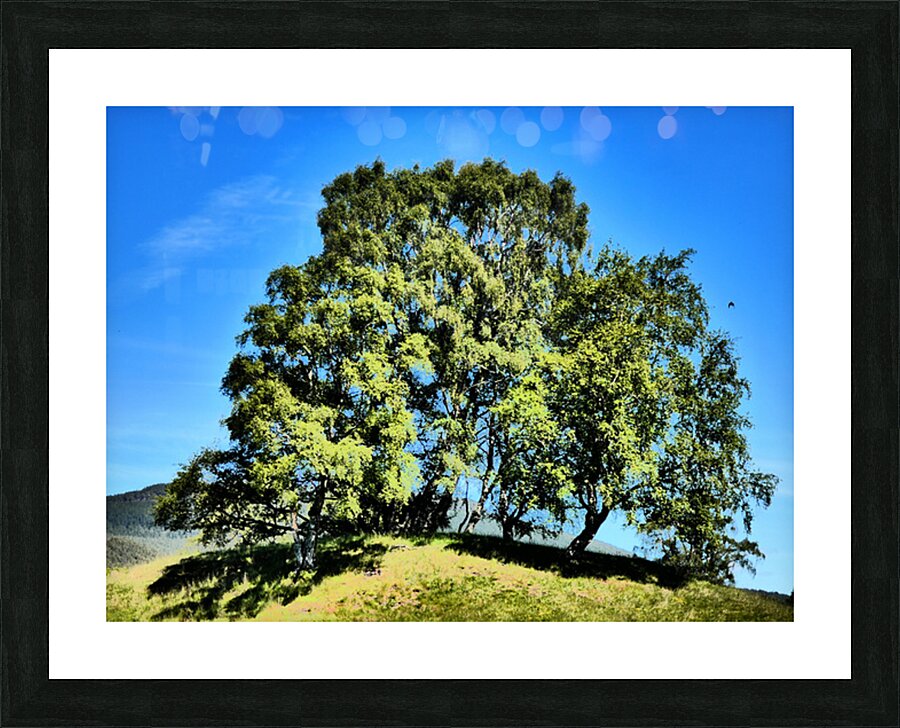 Scottish Highlands Birch Tree Trio Picture Frame print