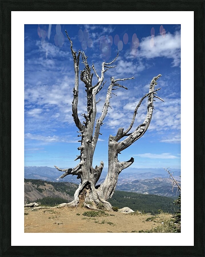 My Favorite Tree Picture Frame print