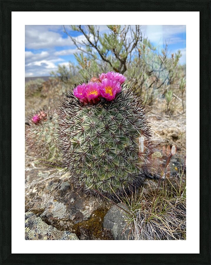 Barrel Cactus Picture Frame print