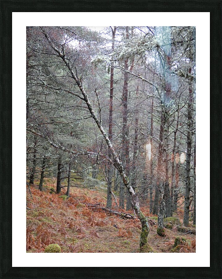 Winter Birch in the Rain Picture Frame print