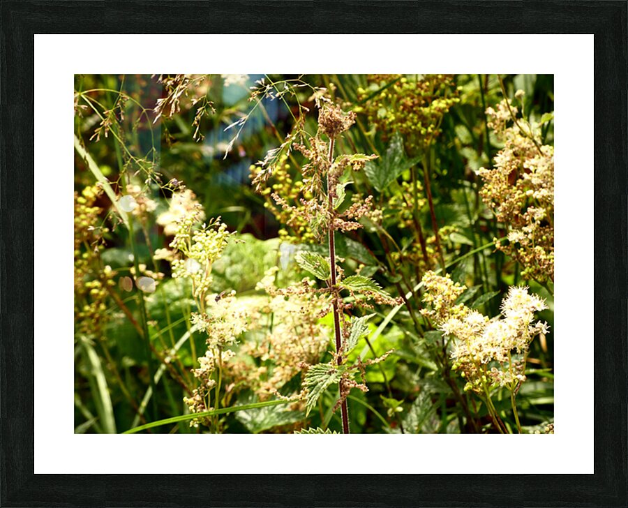 Wild Flowers Delight in the Scottish Highlands Picture Frame print