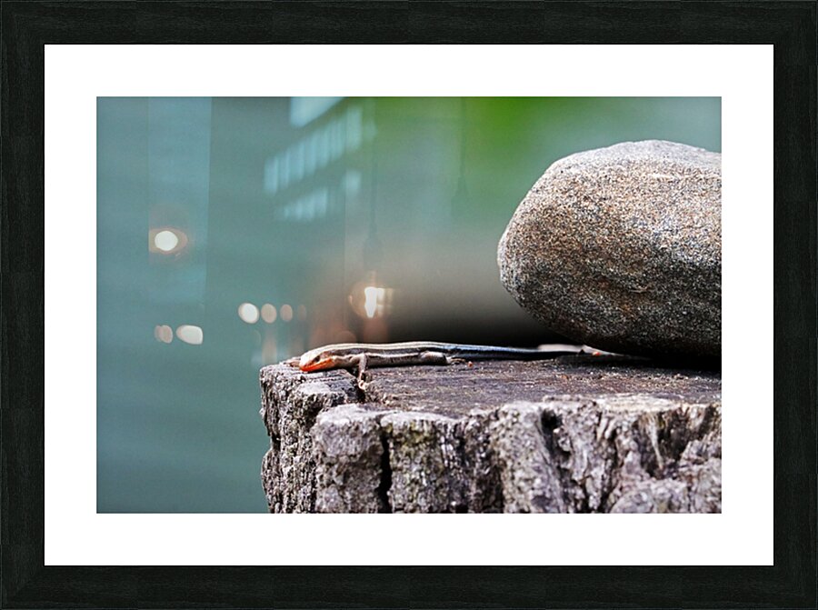Juvenile Five Lined Skink Picture Frame print