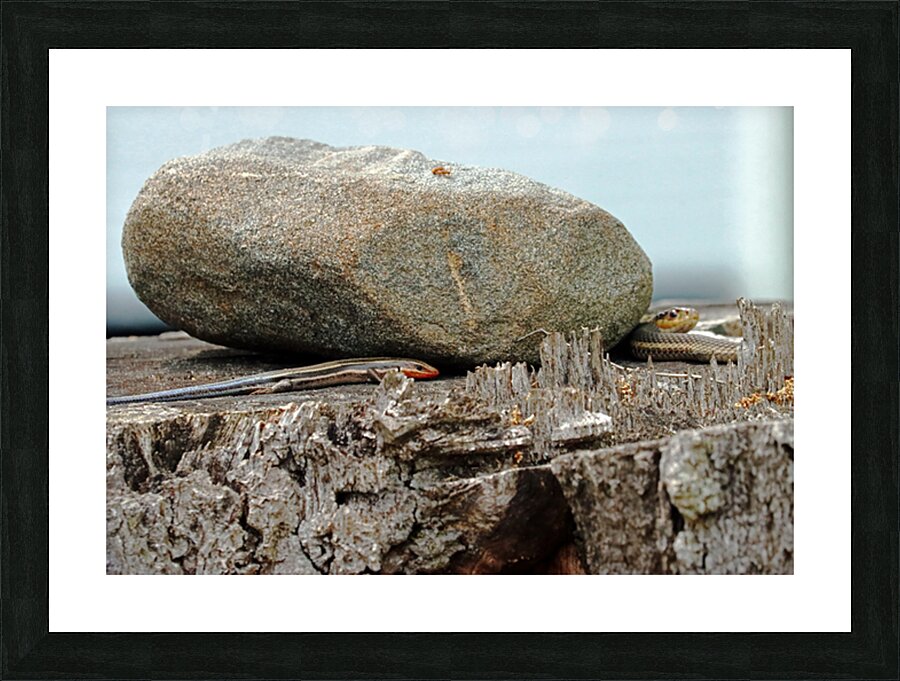 Five Lined Skink And Garter Snake Picture Frame print
