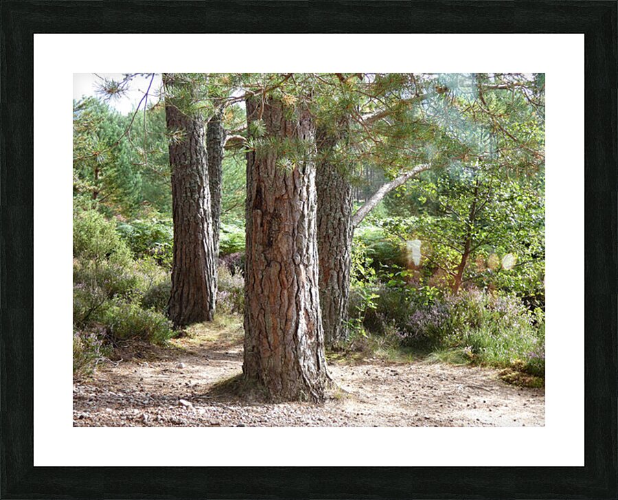 Scottish Highlands Pines Picture Frame print