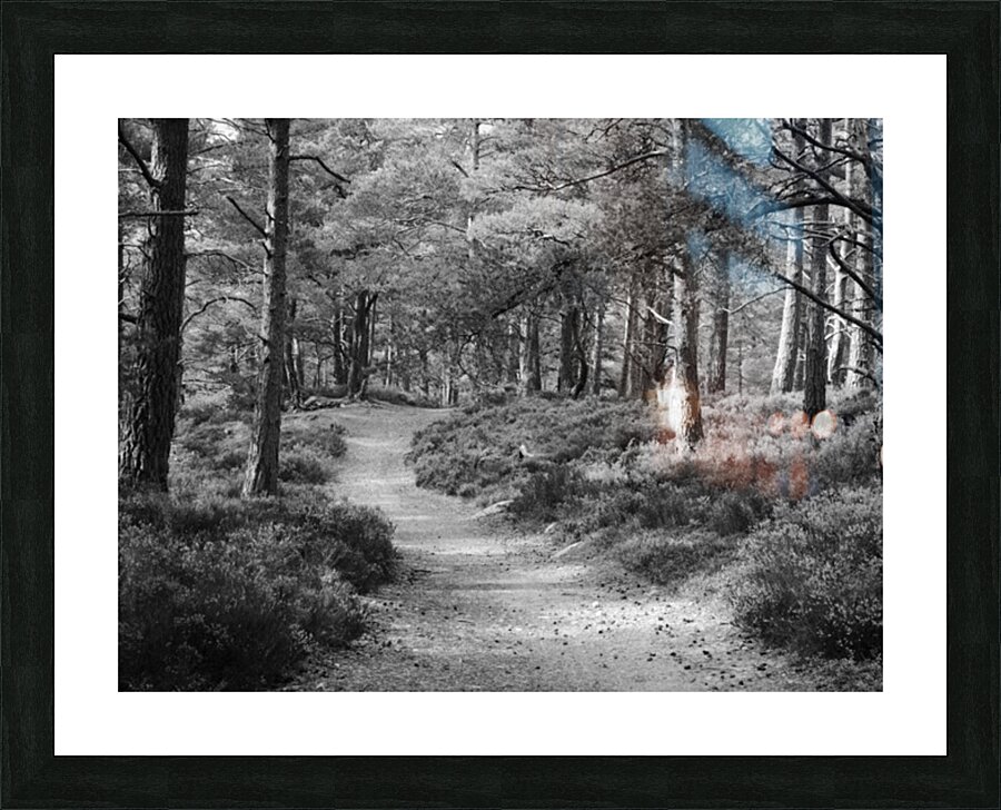 Black and White Forest Walk through the Scottish Highlands Picture Frame print