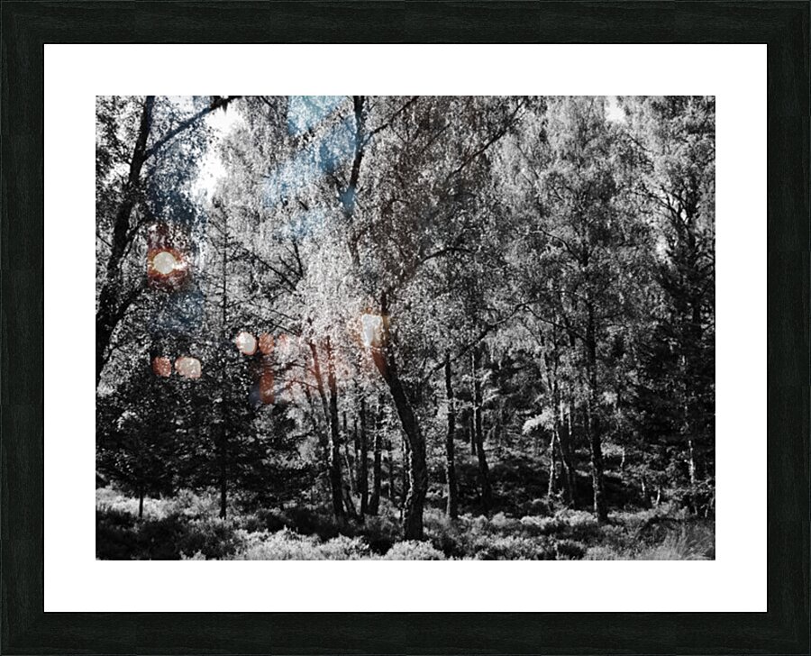 Scottish Highlands Black and White Forest Picture Frame print