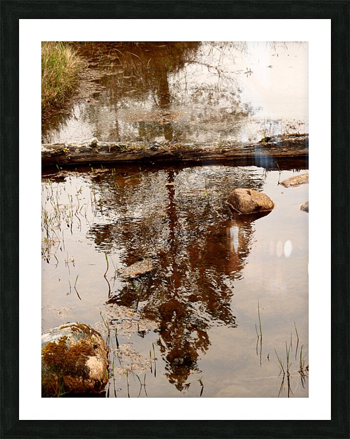 Wild Pine Reflection Picture Frame print