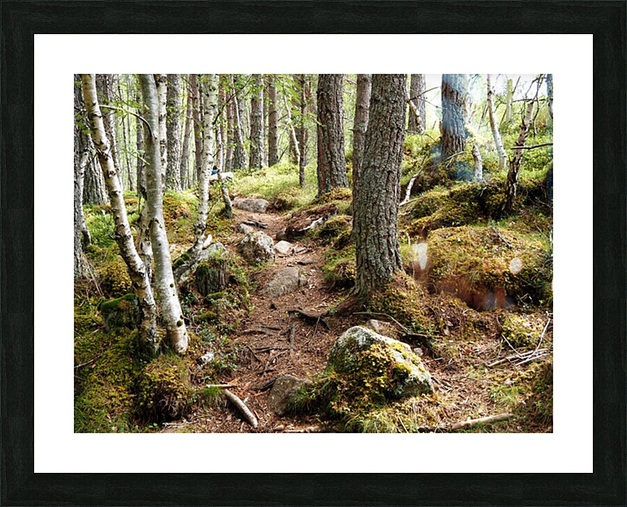  Scottish Highlands Forest Trail                                                                                                                     Picture Frame print