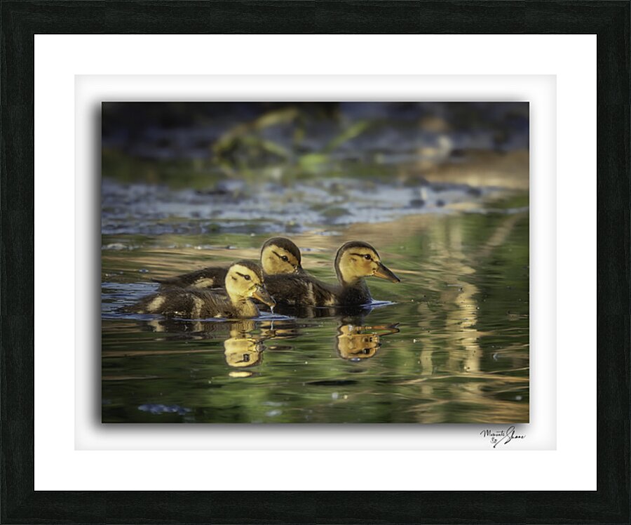 Sibling Ducklings  Framed Print Print