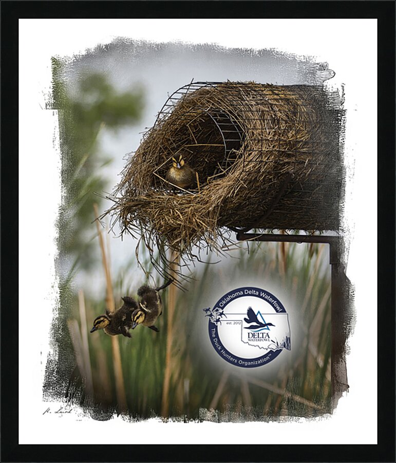 Delta Waterfowl Oklahoma  Picture Frame print