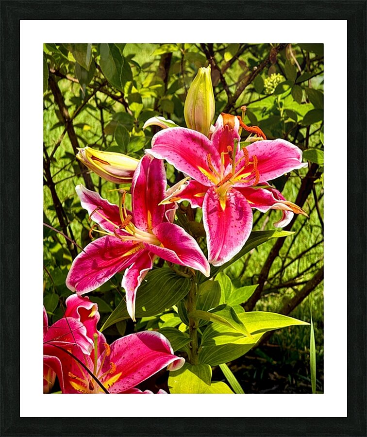 Nancys Day Lily Picture Frame print