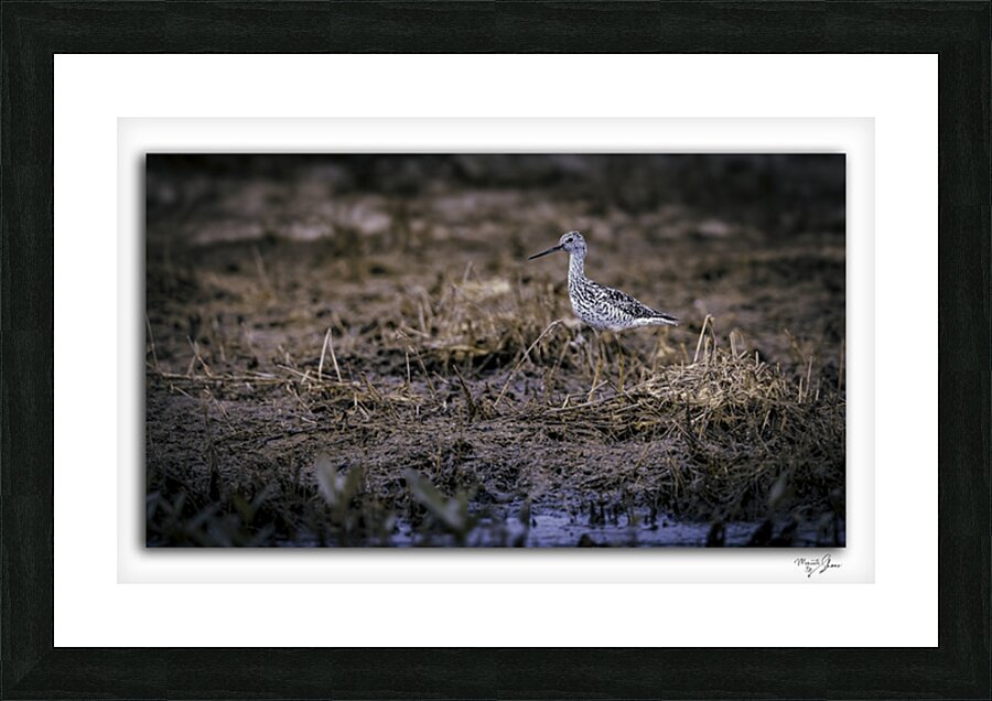 Greater Yellow Leg 1 Picture Frame print