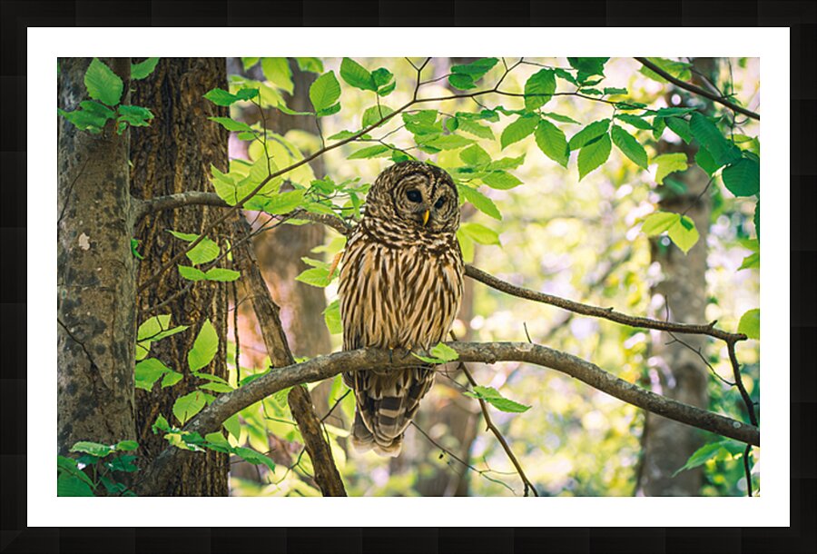 Barred Owl – Calm in the Canopy Picture Frame print