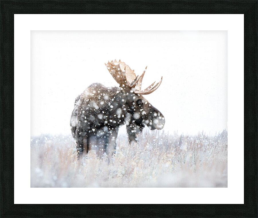 pictoretest Picture Frame print