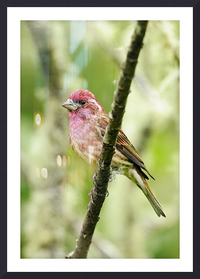  Fine Art print