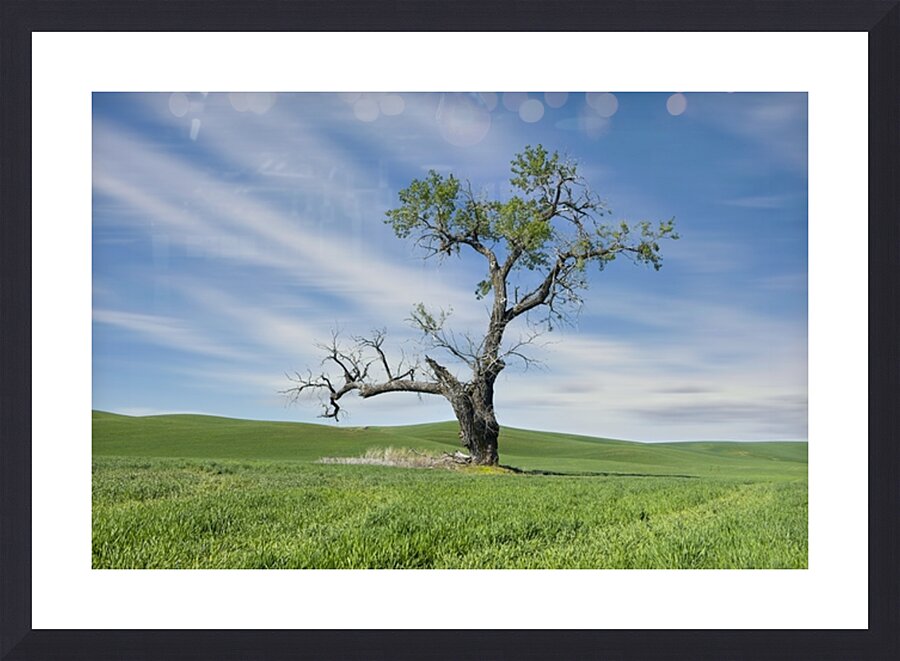  Fine Art print