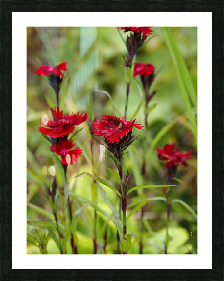  Natures Ruby Kiss in the Scottish Highlands                                                                                                                     Picture Frame print