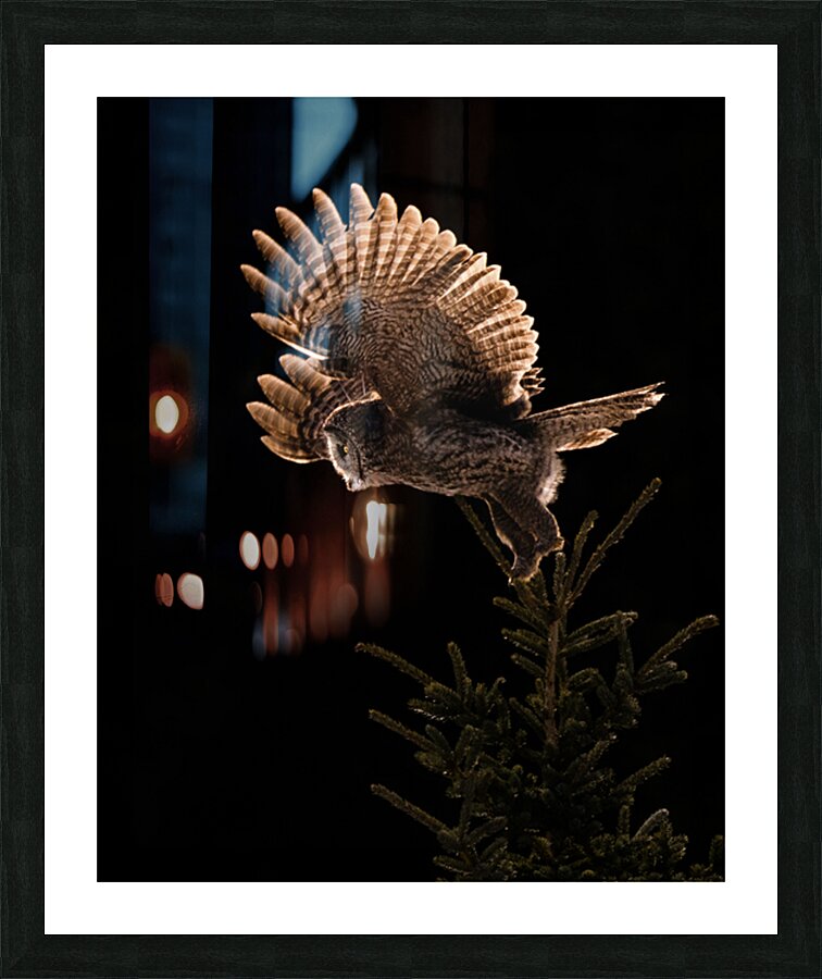 Test Great Grey Owl Picture Frame print