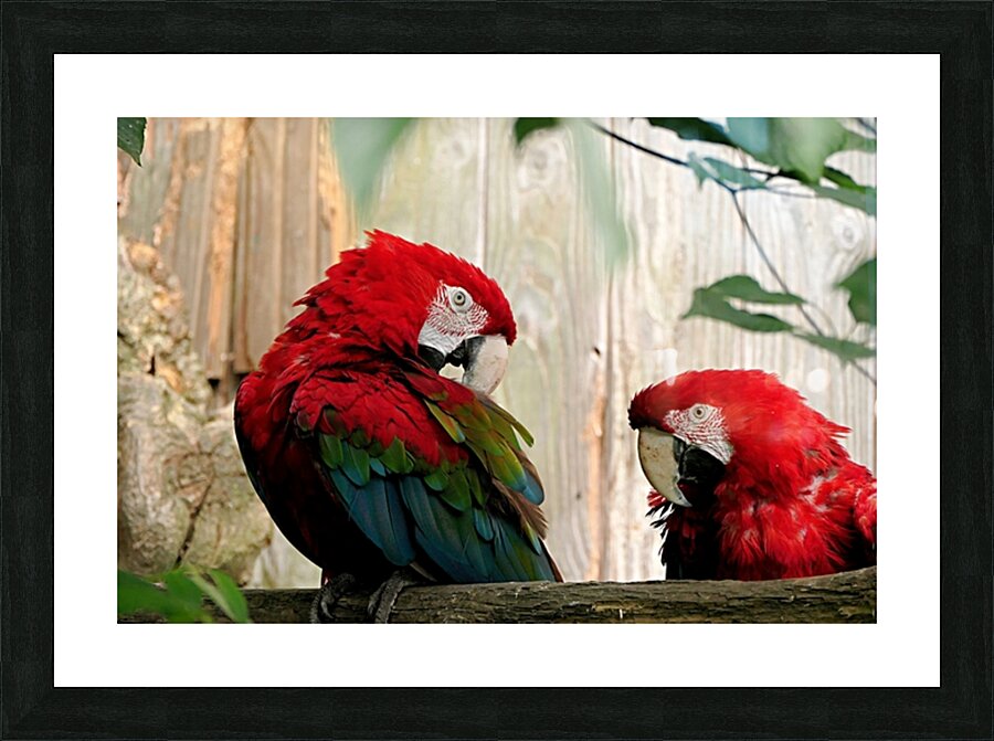  Fine Art print