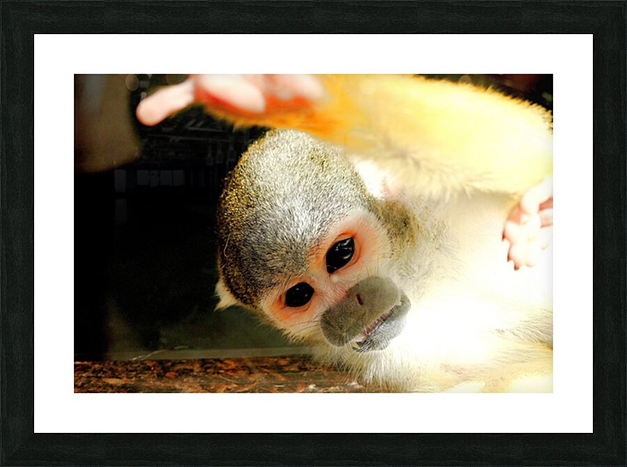  Fine Art print