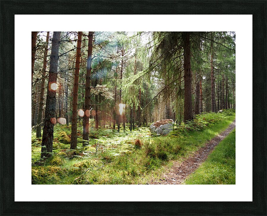  Pine and Spruce Forest Path through the Scottish Highlands                                                                                                                      Picture Frame print