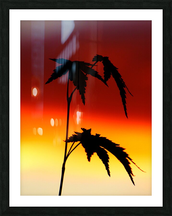 Sunset Acer Picture Frame print