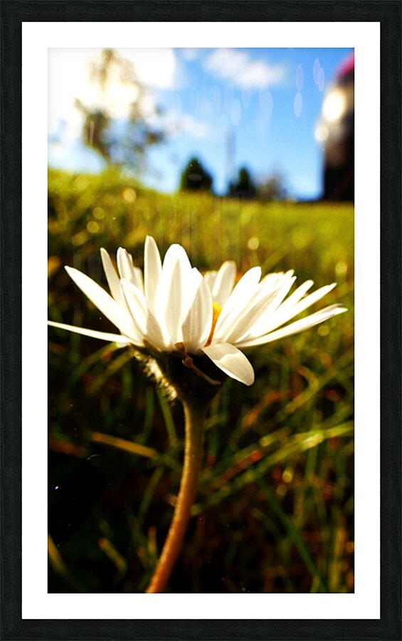 A Daisy Story Picture Frame print