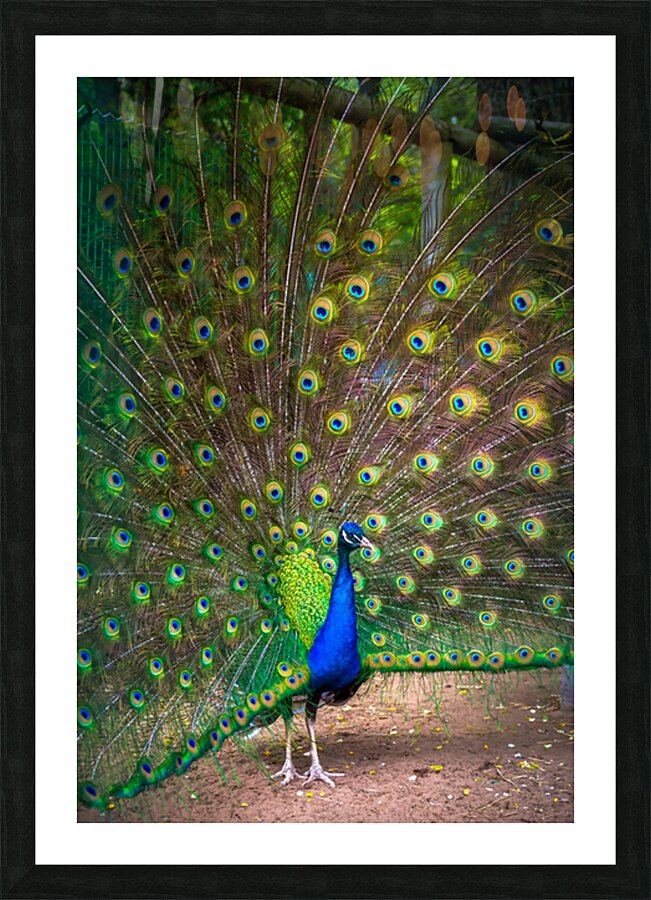 Fine Art print