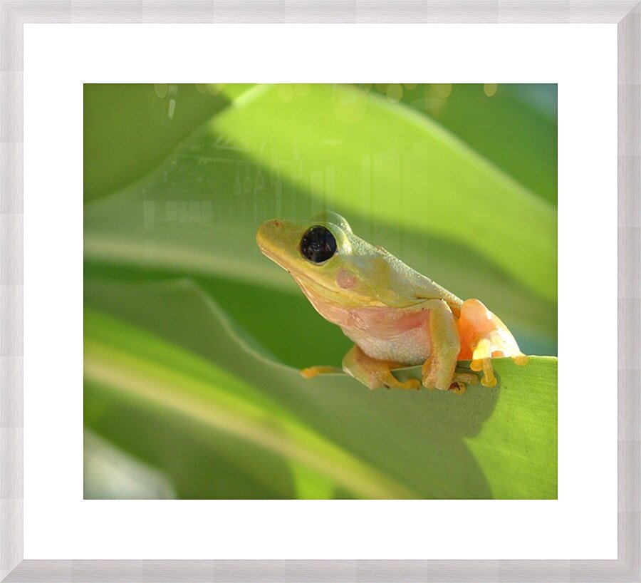  Fine Art print