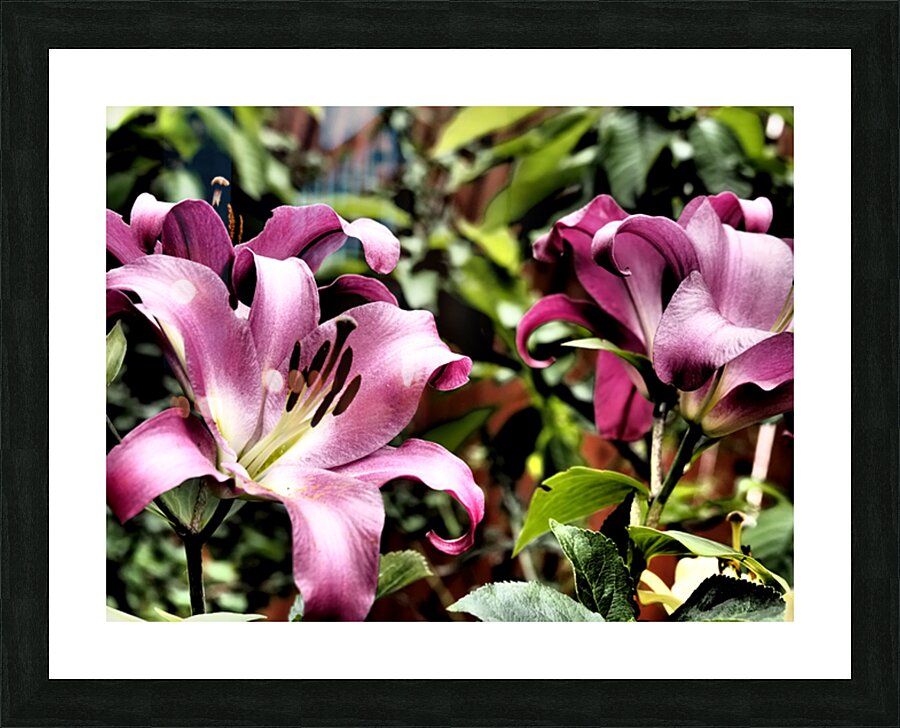  Pink Vibrant Lilies                                                                                                                     Picture Frame print