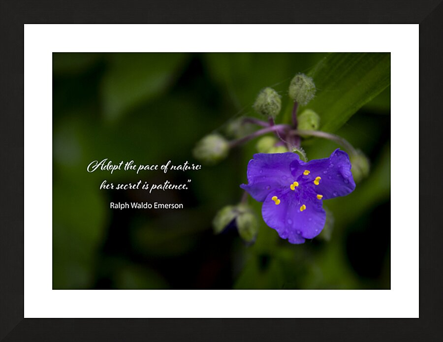 Adopt Patience Picture Frame print