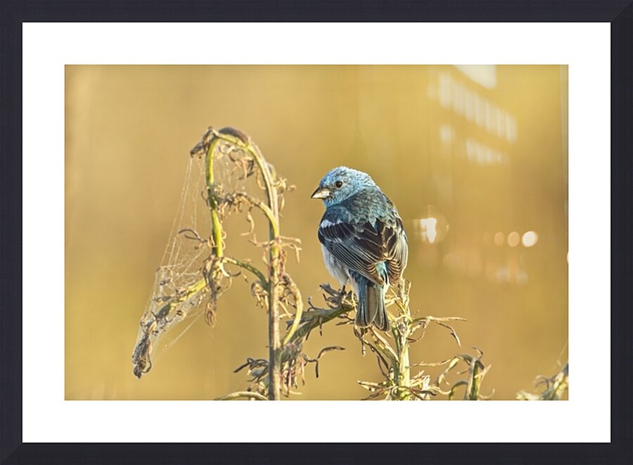  Fine Art print