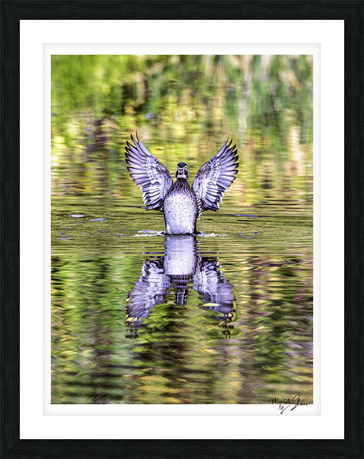 Wood Duck Hen Spread Picture Frame print