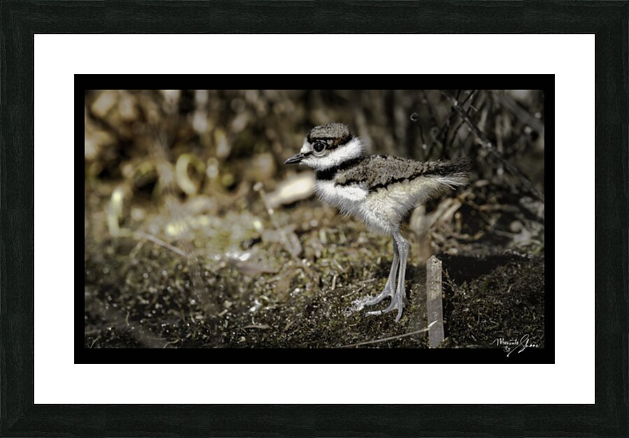 Blending to Survive Picture Frame print