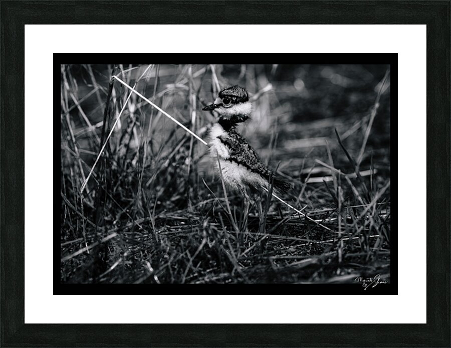 Cloaking Killdeer Picture Frame print