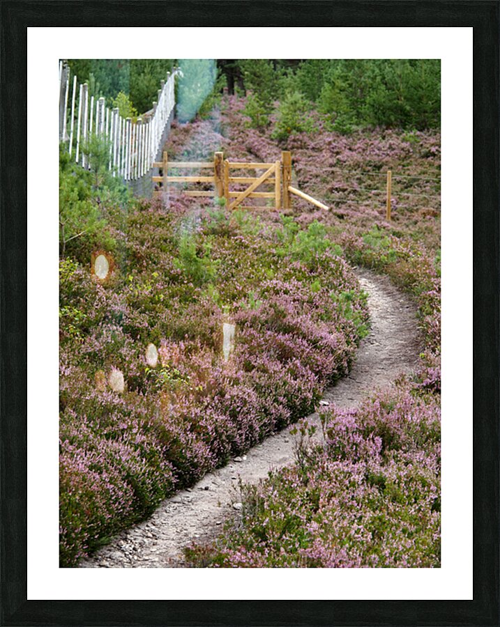  The Heather Honey Trail through the Scottish Highlands                                                                                                                     Picture Frame print