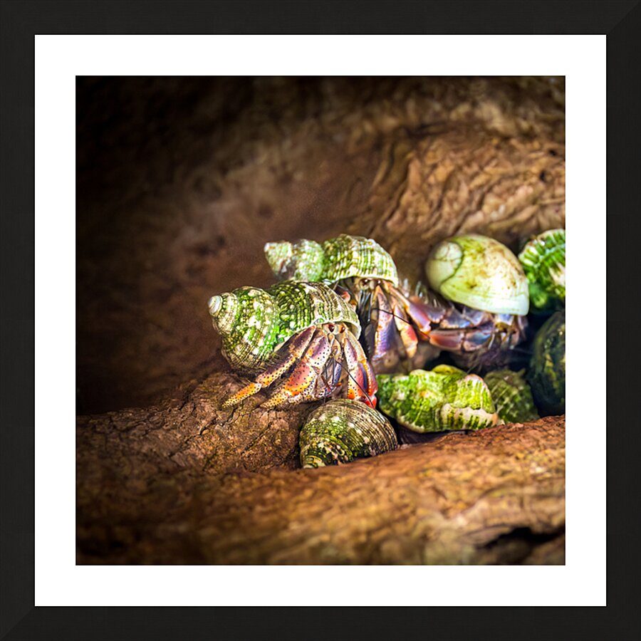 Costa Rica  Hermit Tree Crabs Picture Frame print