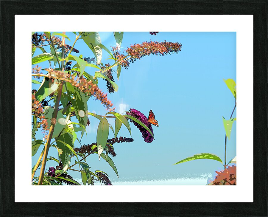 Butterfly on Vibrant Buddleia Blossoms                                                                                                                     Picture Frame print