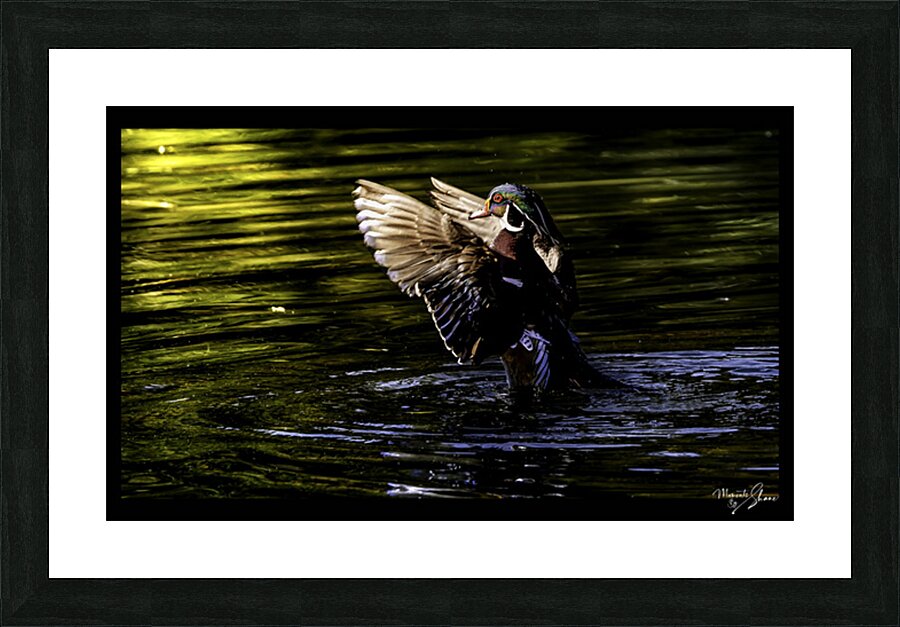 Morning Wood Duck Picture Frame print