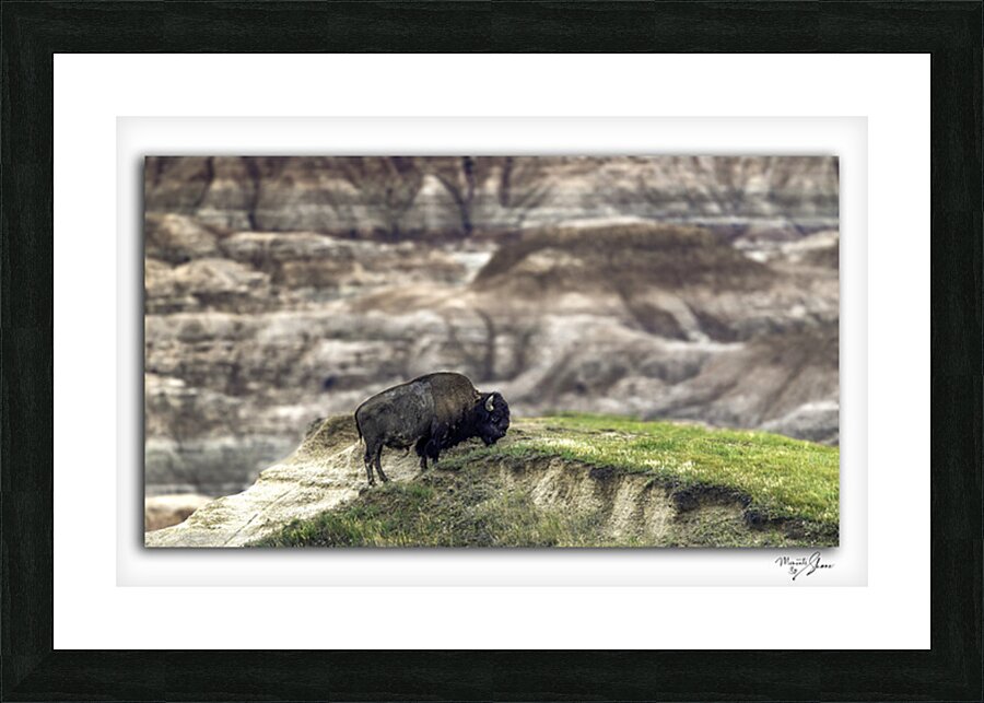 Badlands Buffalo Picture Frame print