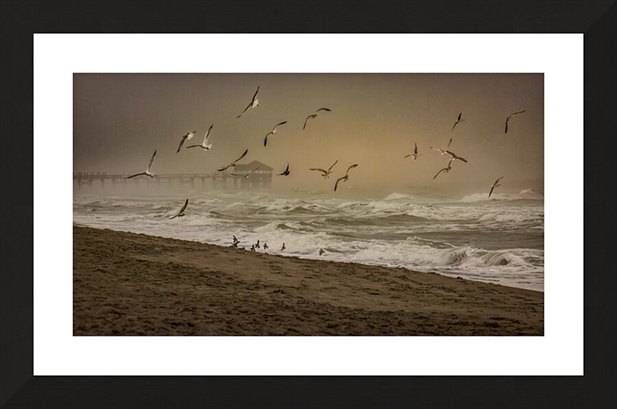 Seagulls Over Cocoa Beach Picture Frame print