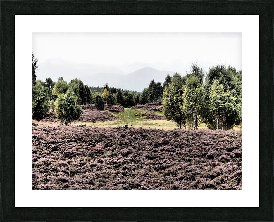 Scottish Highlands Birch Tree Landscape                                                                                                                      Picture Frame print