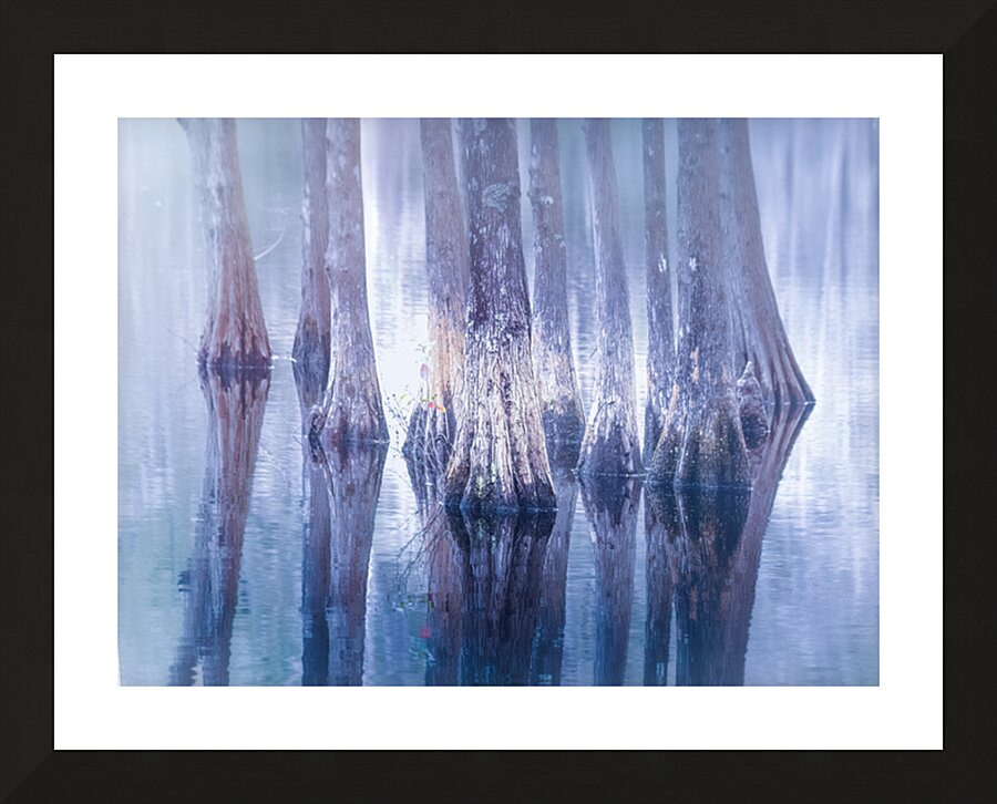 Southern Cypress Trees in Blue Picture Frame print
